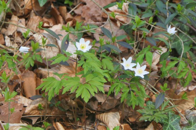 p1060593landsch sanftk.jpg